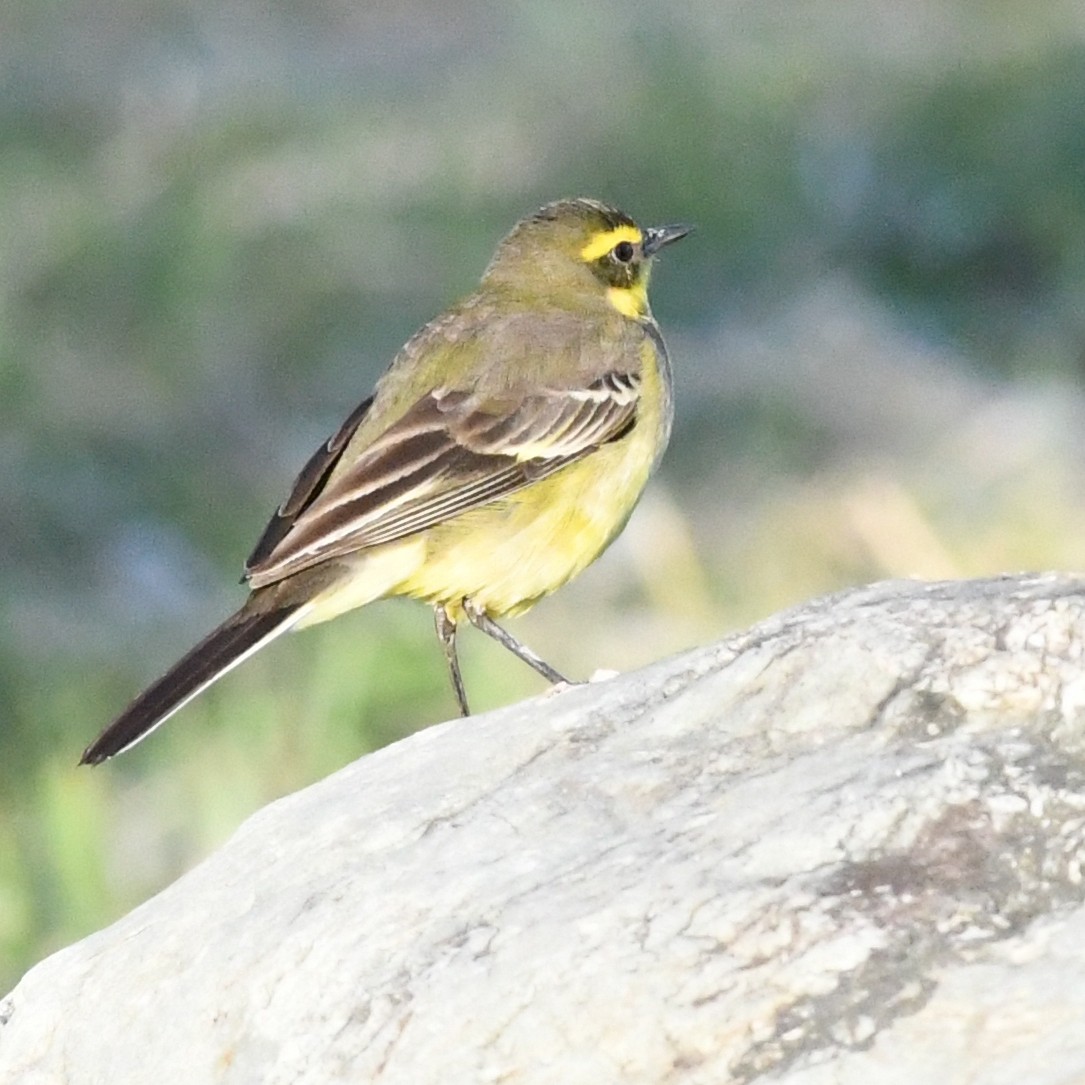 東方黃鶺鴒 - ML647803208