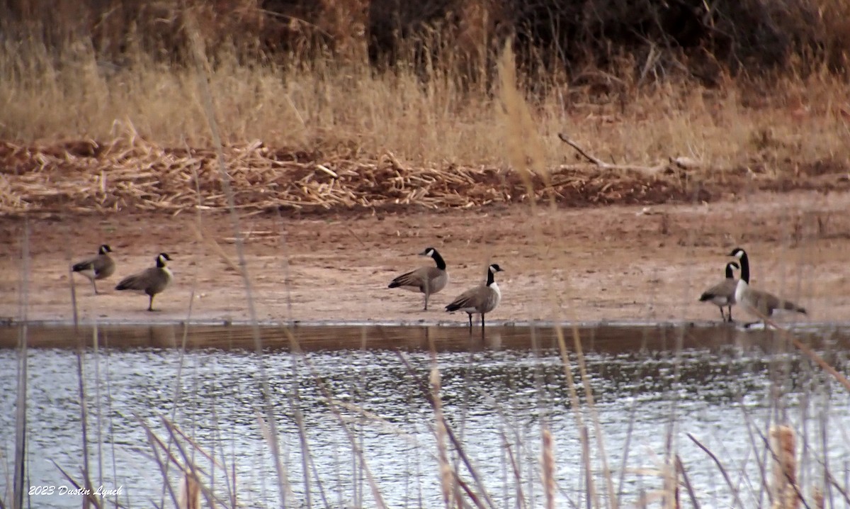 Canada Goose - ML647803209
