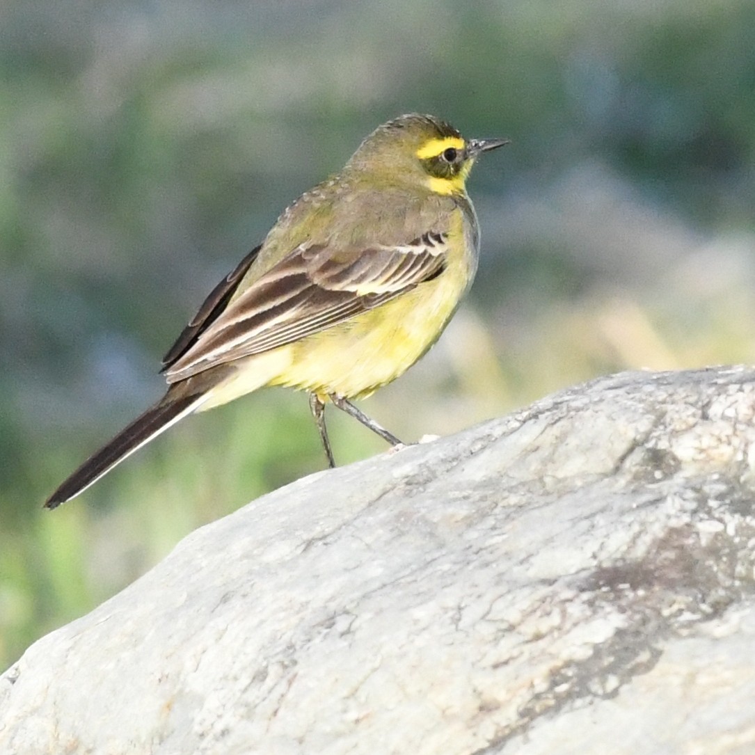 東方黃鶺鴒 - ML647803210