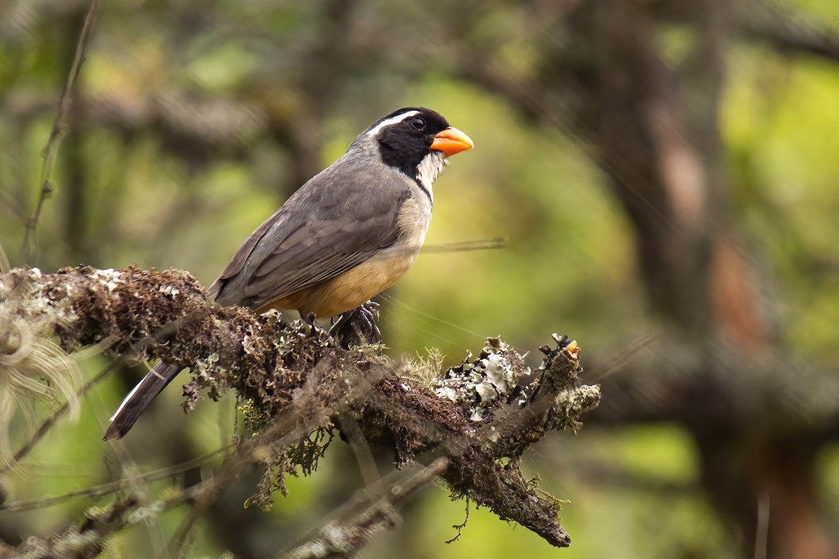 Golden-billed Saltator - ML647803212