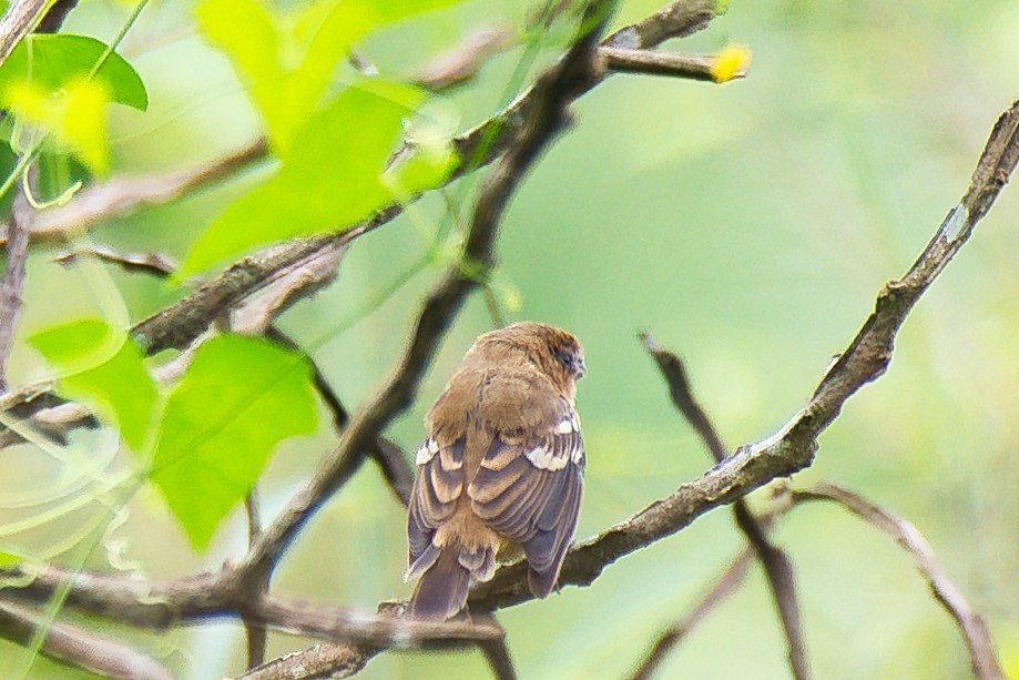 Morelet's Seedeater - ML647803213