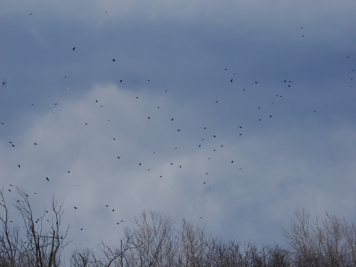 鴉屬 - ML647803214