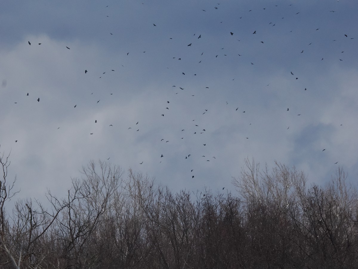 鴉屬 - ML647803215