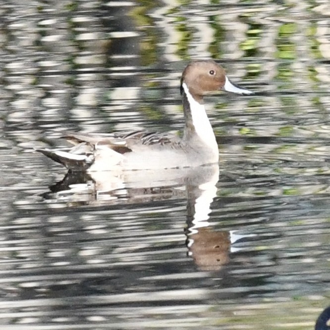 尖尾鴨 - ML647803217