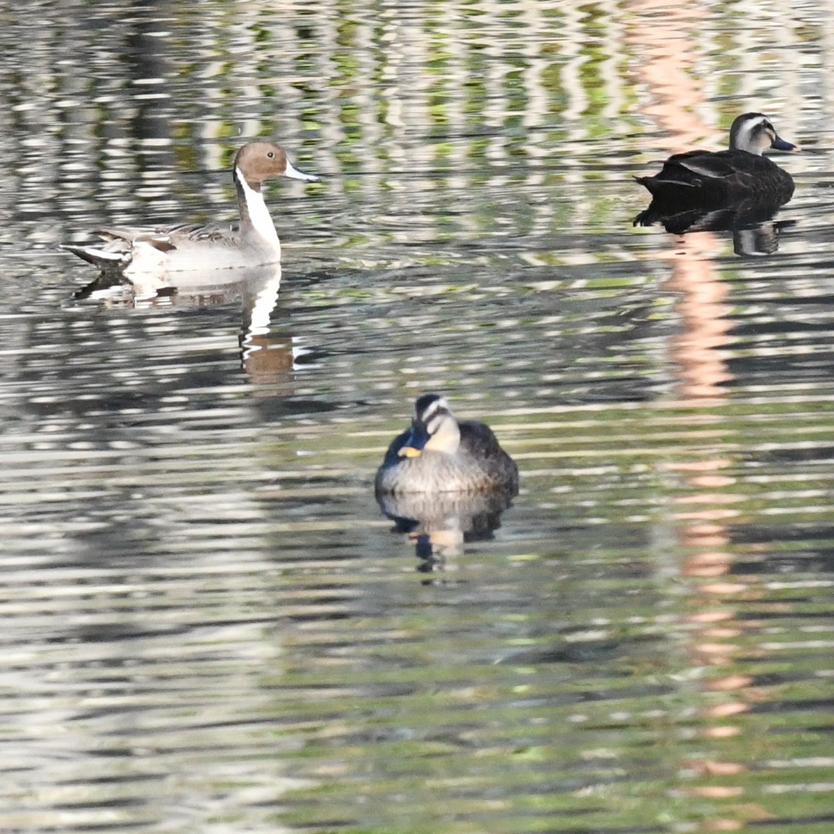 尖尾鴨 - ML647803218