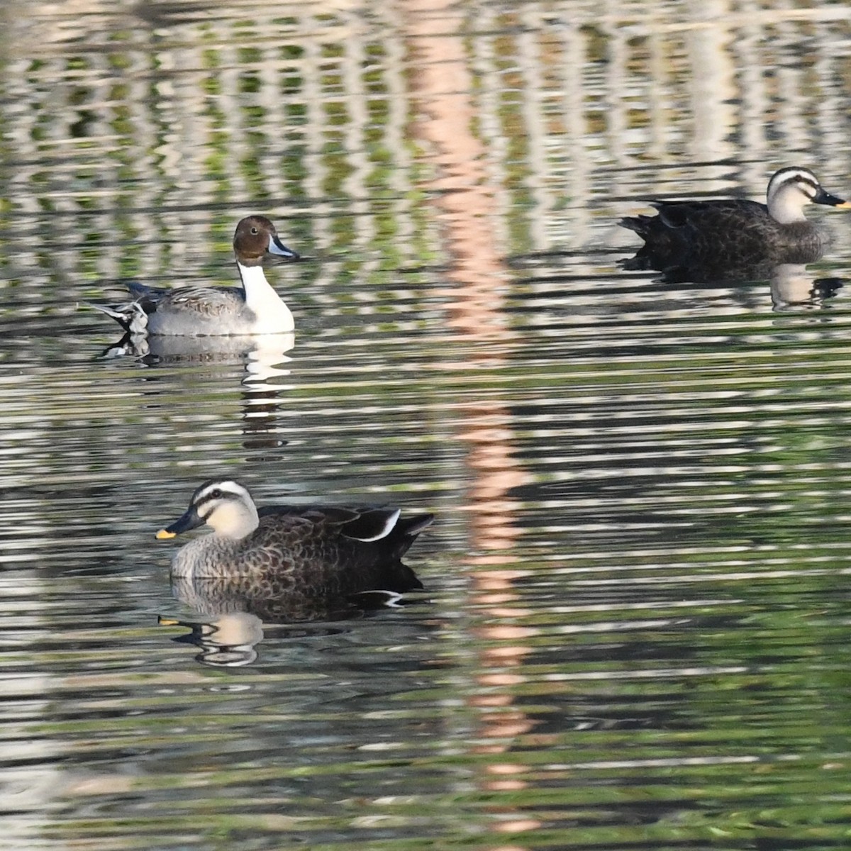 尖尾鴨 - ML647803219