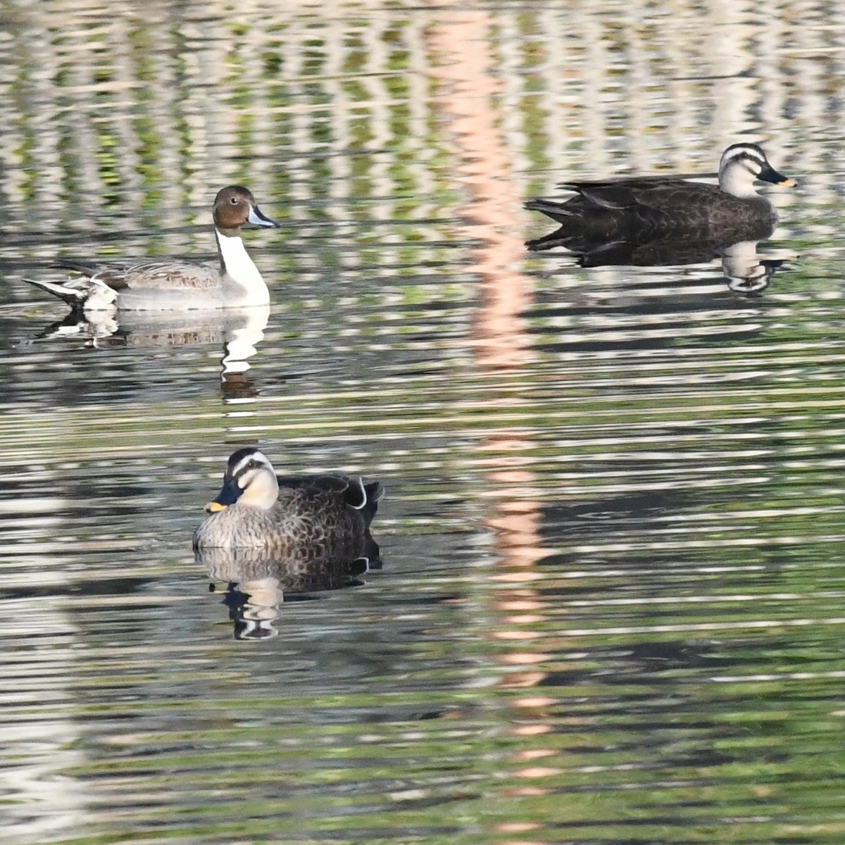 尖尾鴨 - ML647803220