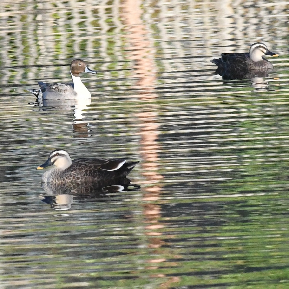 尖尾鴨 - ML647803221