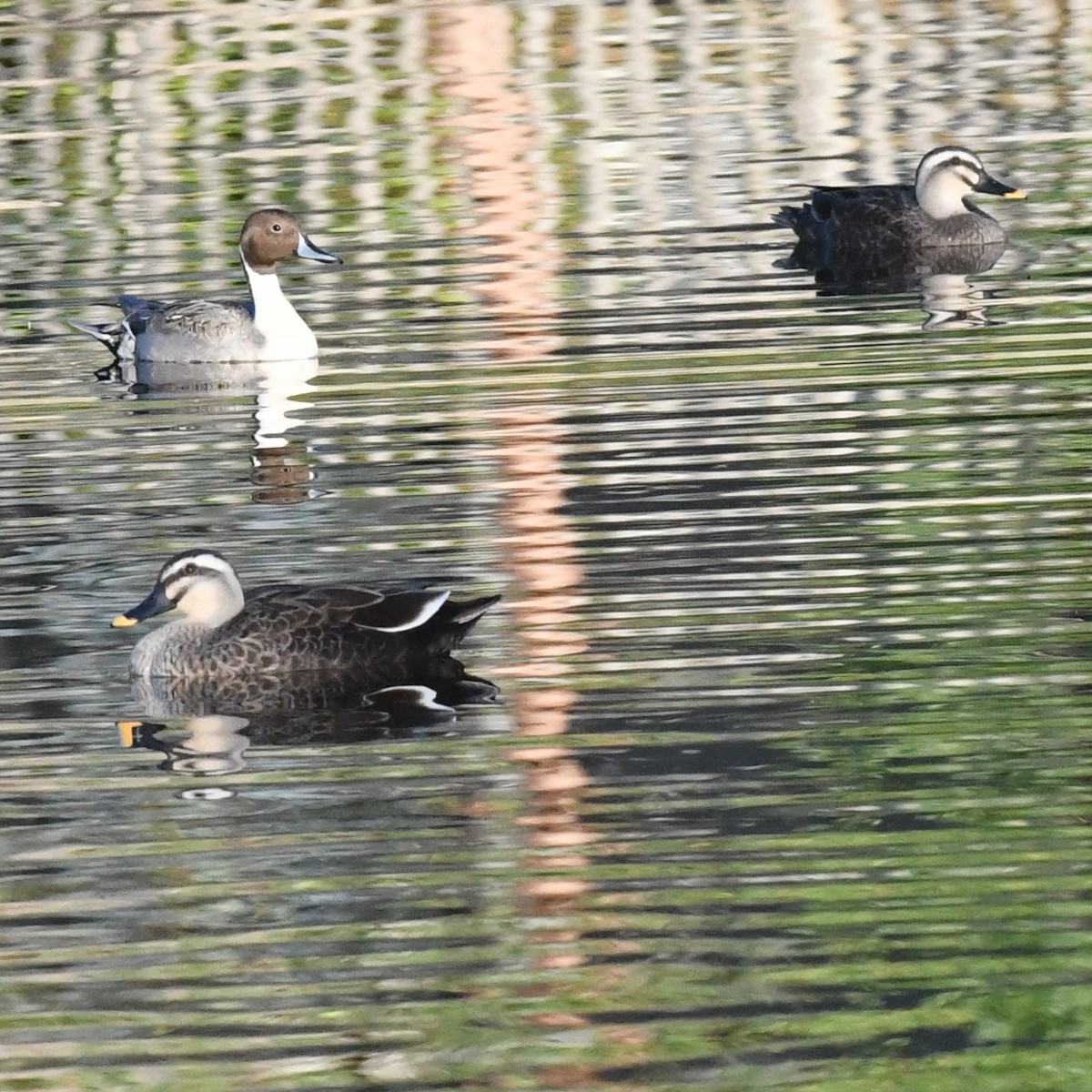 尖尾鴨 - ML647803222