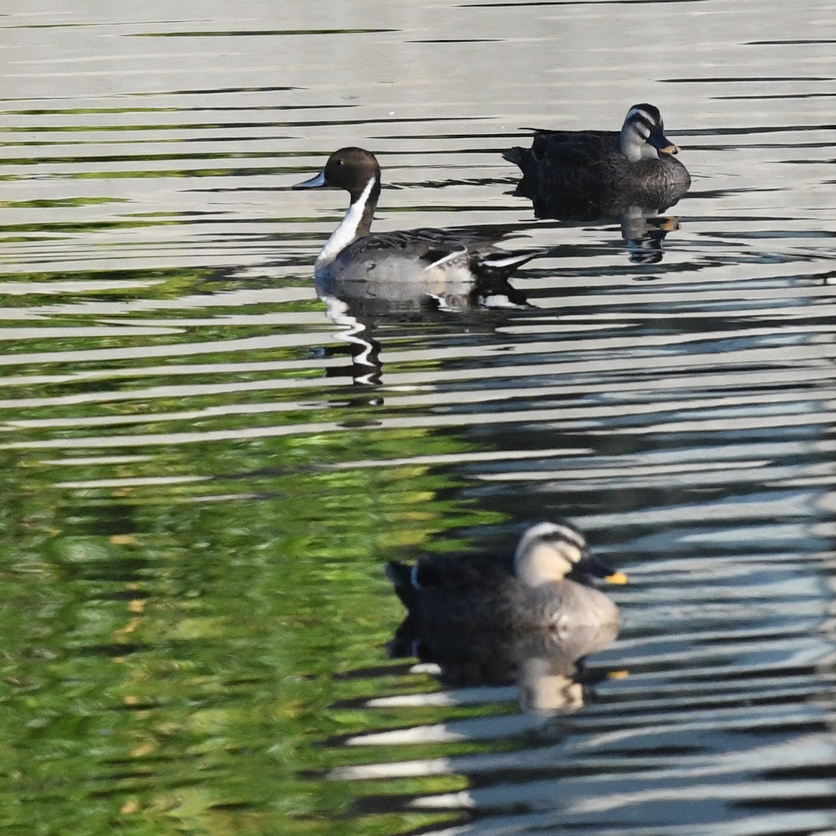 尖尾鴨 - ML647803223