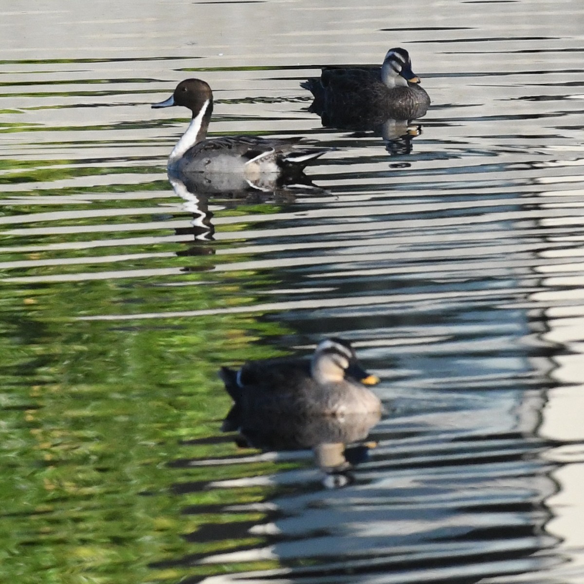 尖尾鴨 - ML647803224