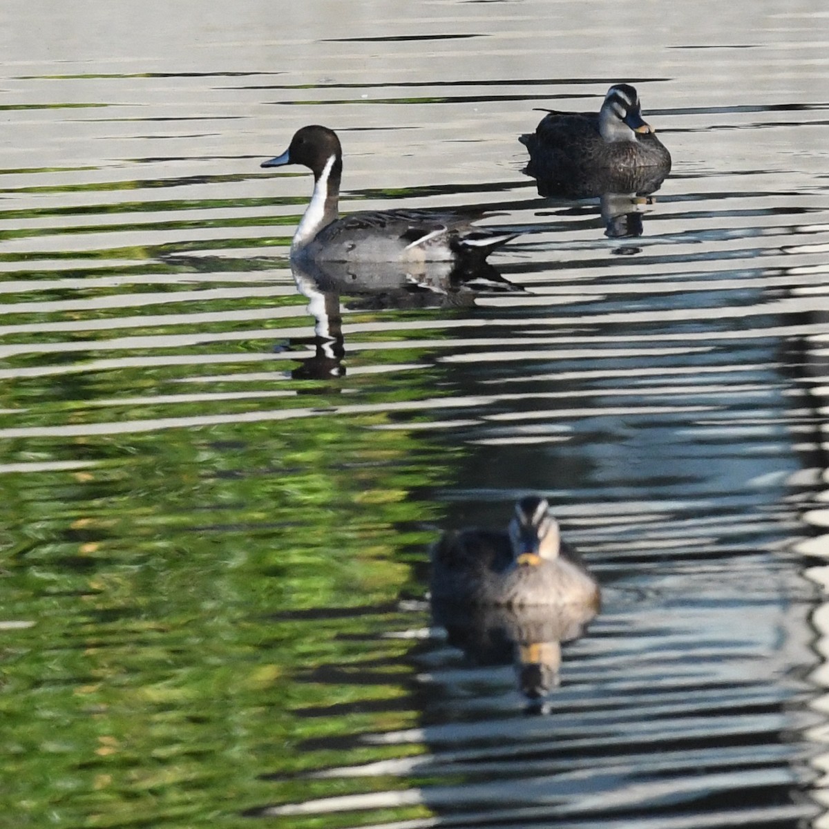 尖尾鴨 - ML647803225