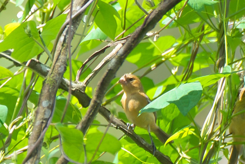 Morelet's Seedeater - ML647803226