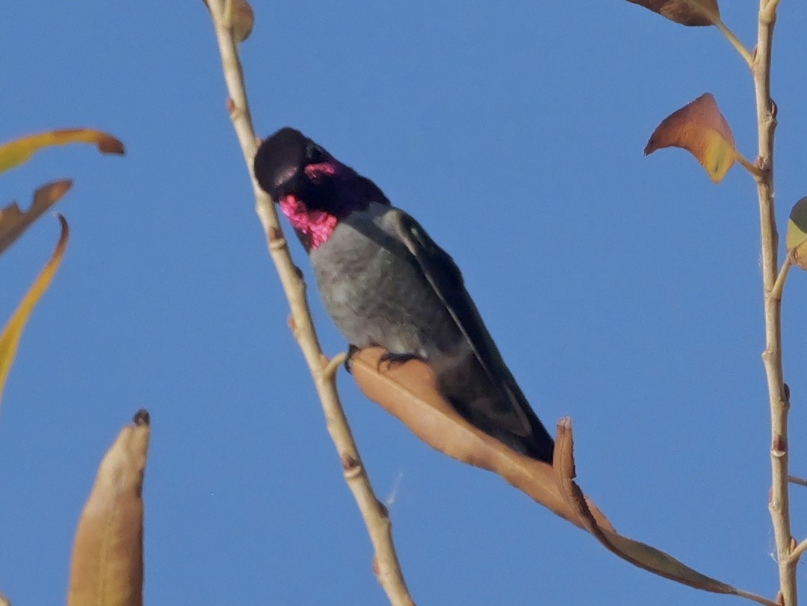Anna's Hummingbird - ML647803228