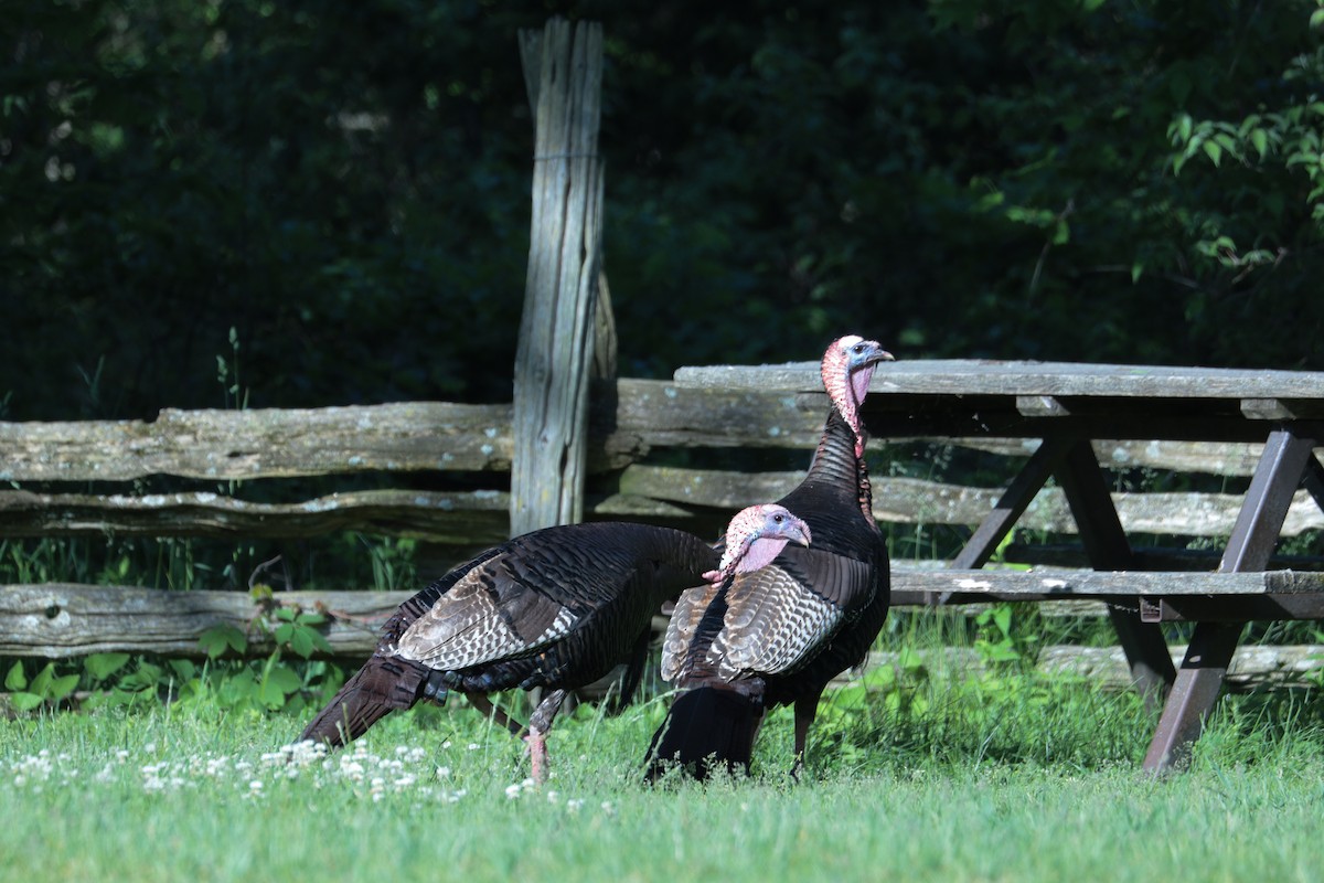 Wild Turkey - ML647803229