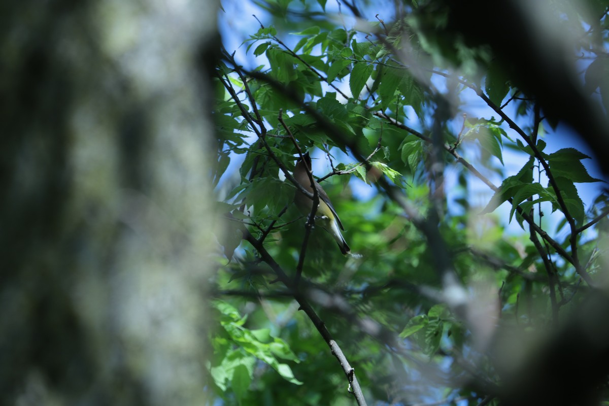 brkoslav americký - ML647803253