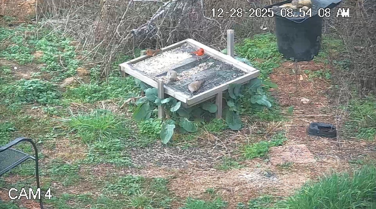 Zenaida Huilota - ML647803274