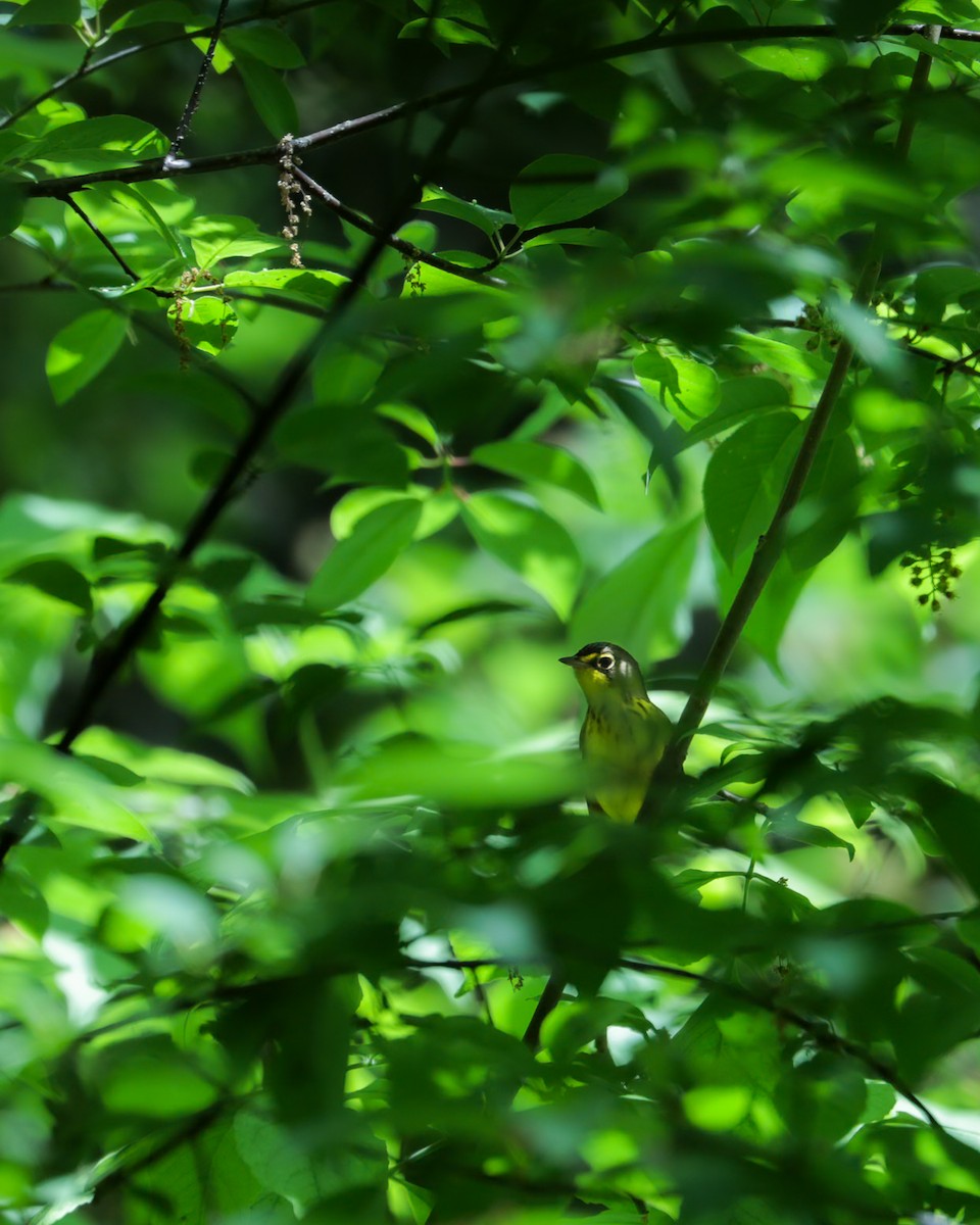 Канадская вильсония - ML647803280