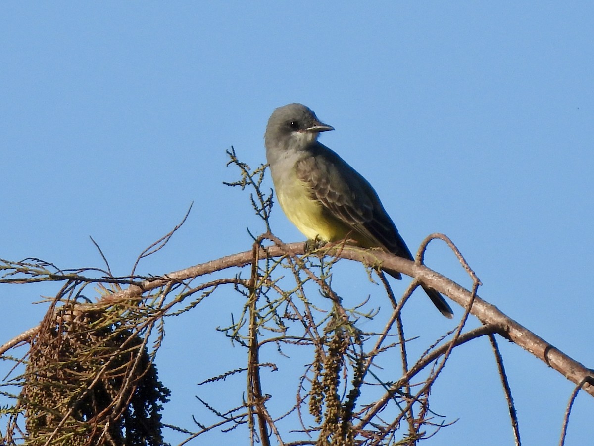 Cassin's Kingbird - ML647803294