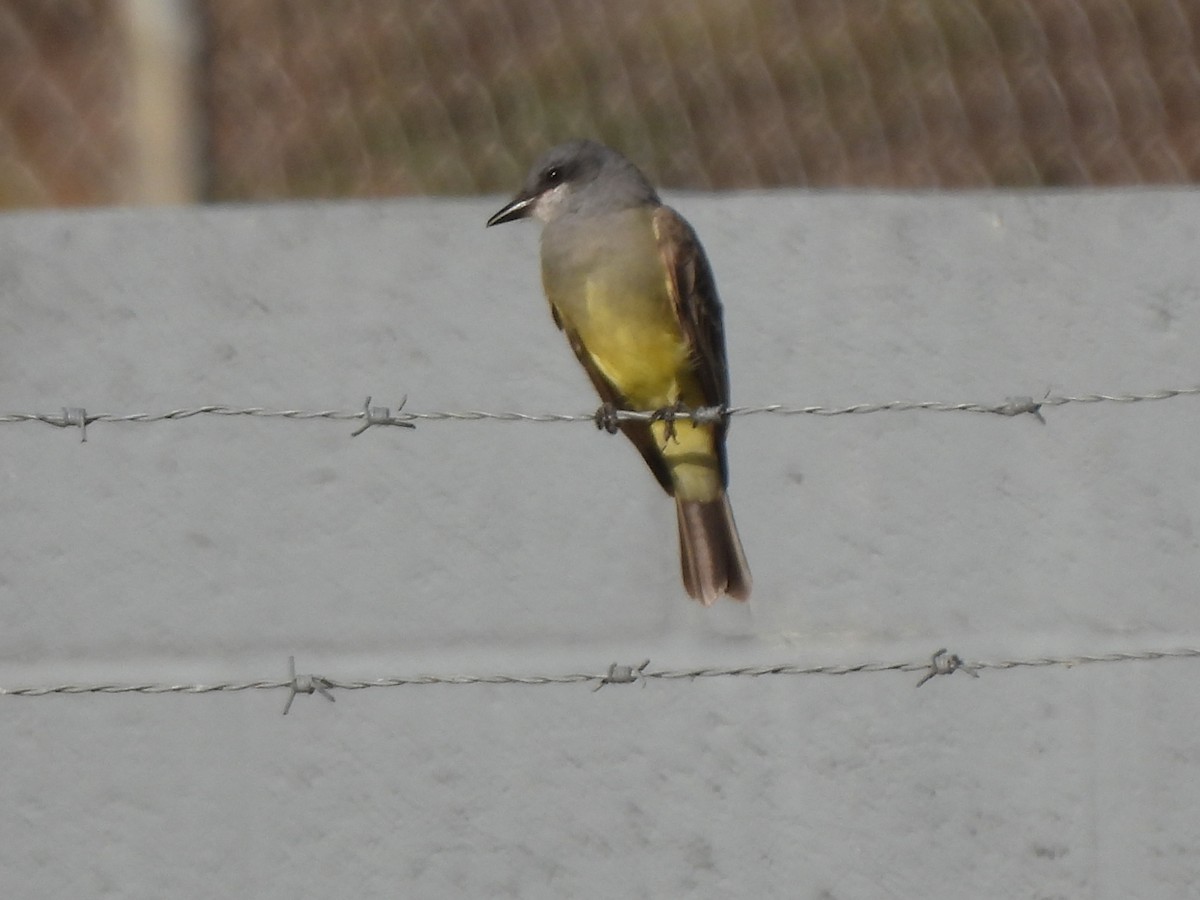 Cassin's Kingbird - ML647803295