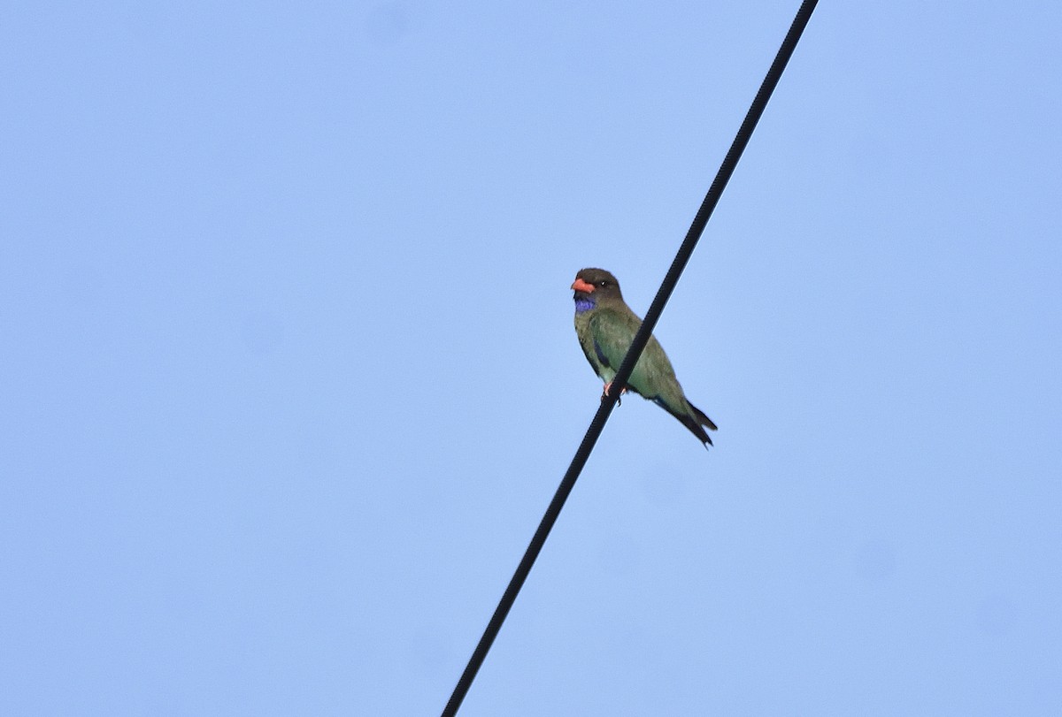 Dollarbird - ML647803296