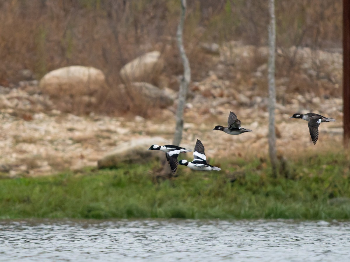 Murgilari buruzuria - ML647803297