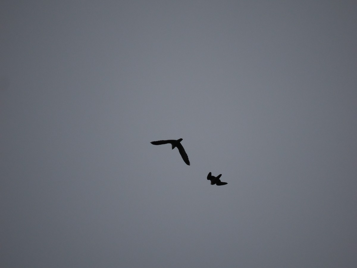 Belatz handia - ML647803298