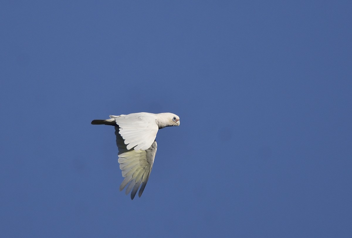 Little Corella - ML647803300