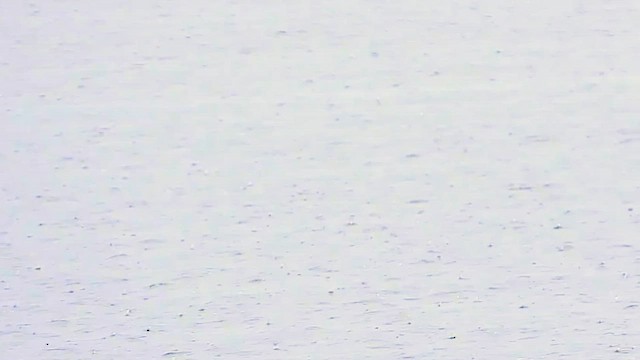 מירומית שחורה - ML647803301