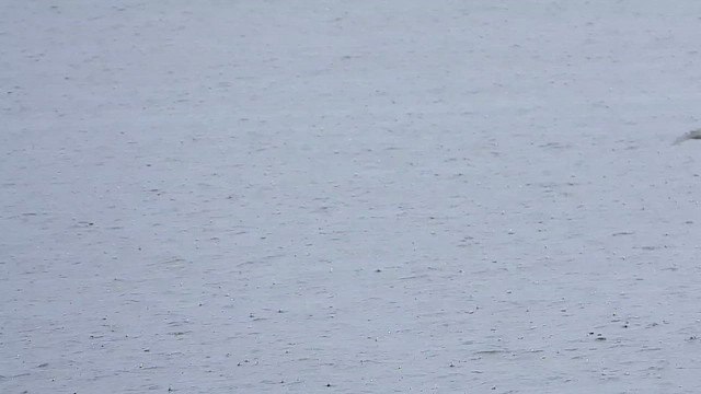 מירומית שחורה - ML647803302