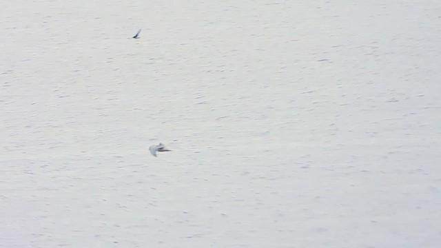 מירומית שחורה - ML647803303