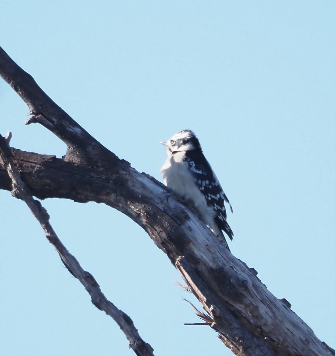 Downy Woodpecker - ML647803306