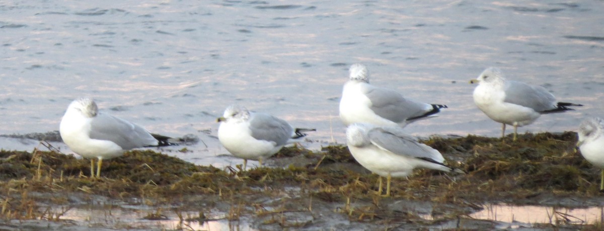 Delawareko kaioa - ML647803307