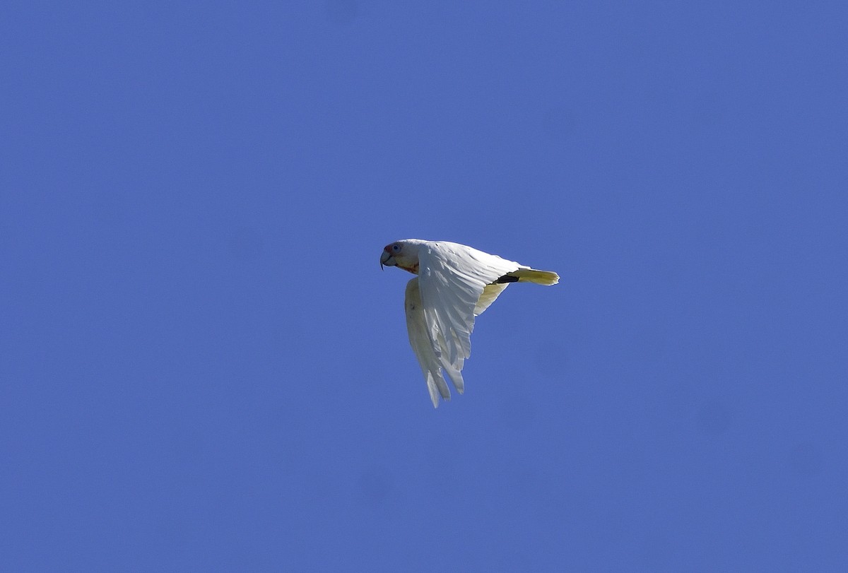 Sulphur-crested Cockatoo - ML647803308