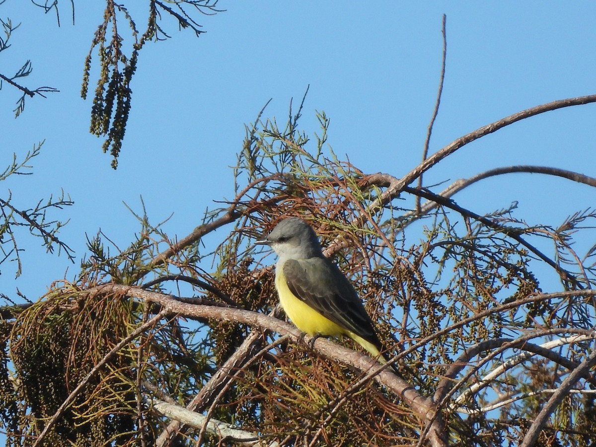 Western Kingbird - ML647803309
