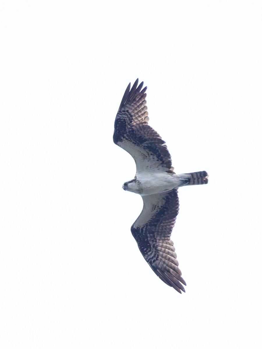 Arrano arrantzalea - ML647803310