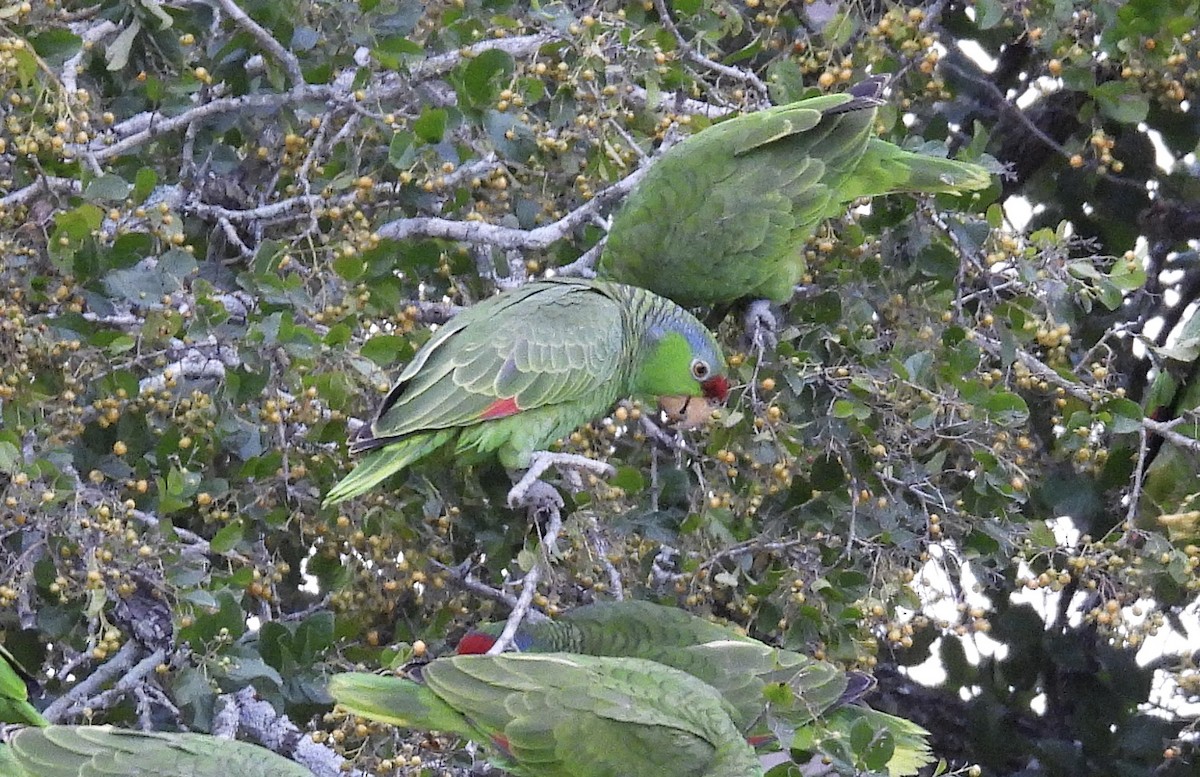 Lilac-crowned Amazon - ML647803311