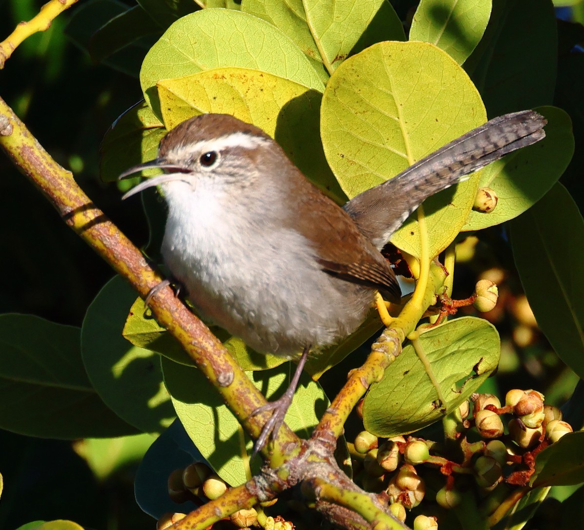 Bewick's Wren - ML647803312
