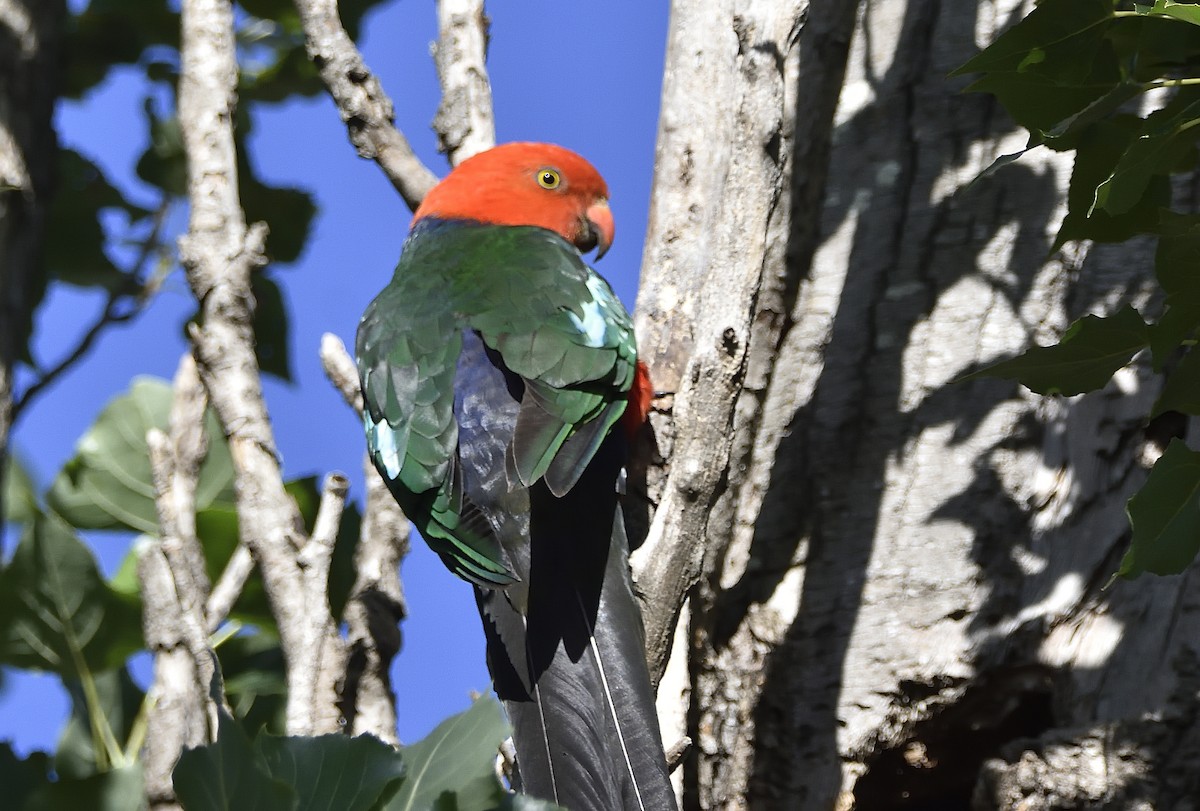 Australian King-Parrot - ML647803313