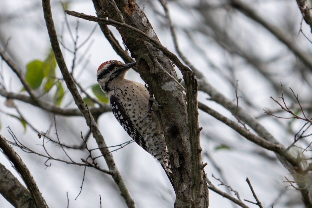 Ladder-backed Woodpecker - ML647803314
