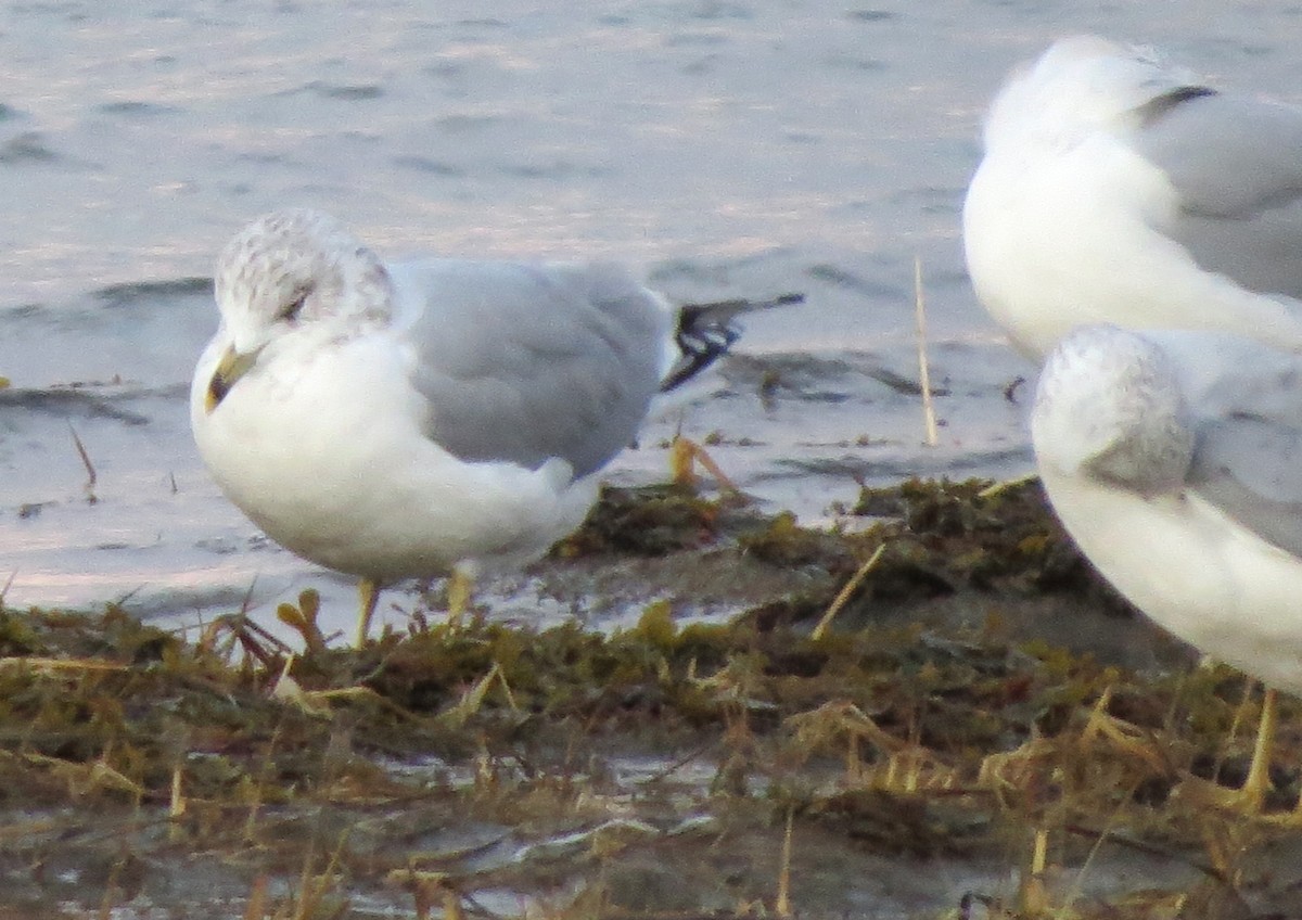 Delawareko kaioa - ML647803315