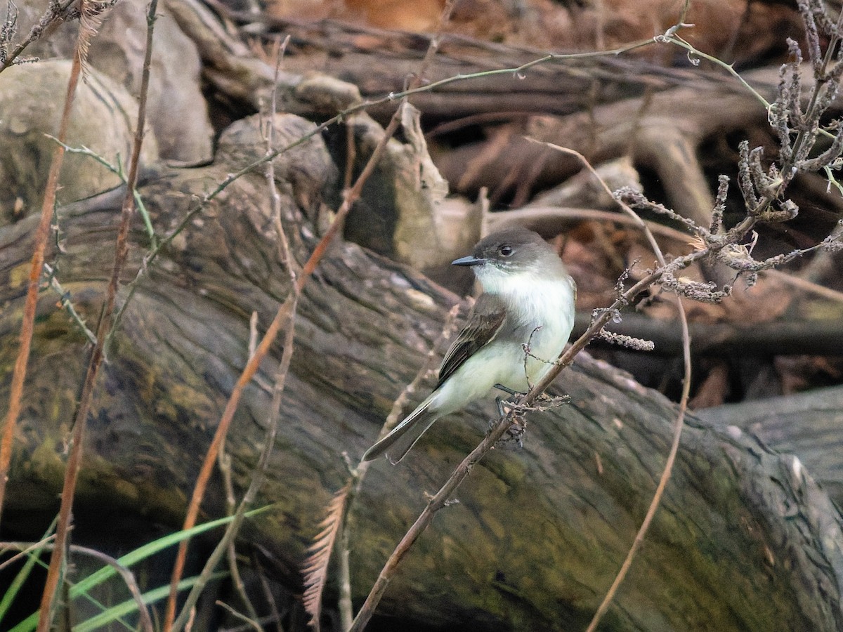 Eastern Phoebe - ML647803316