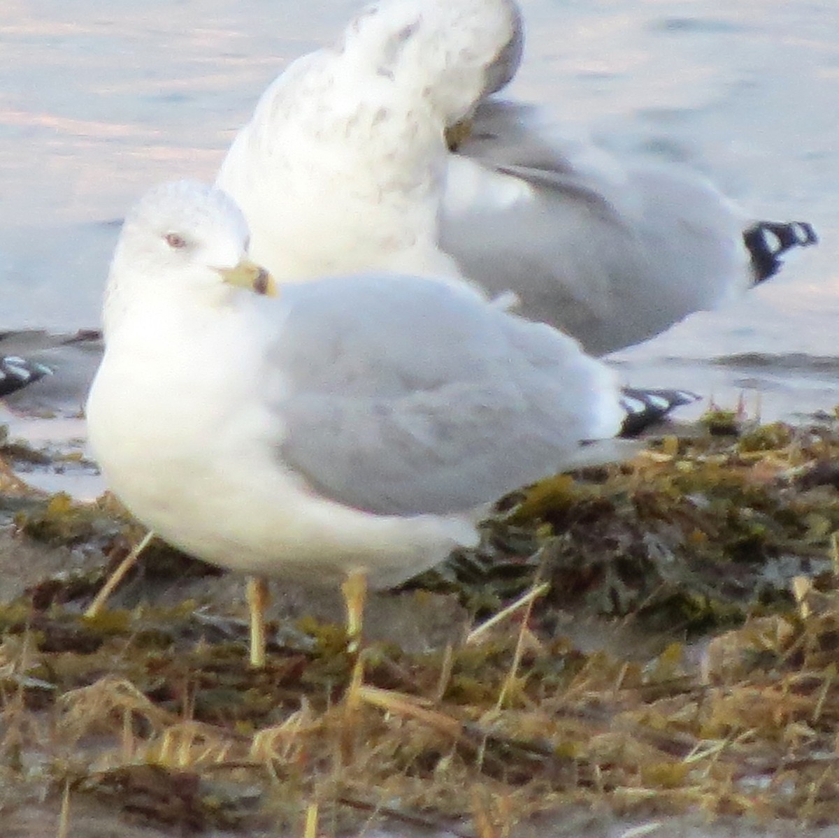 Delawareko kaioa - ML647803317