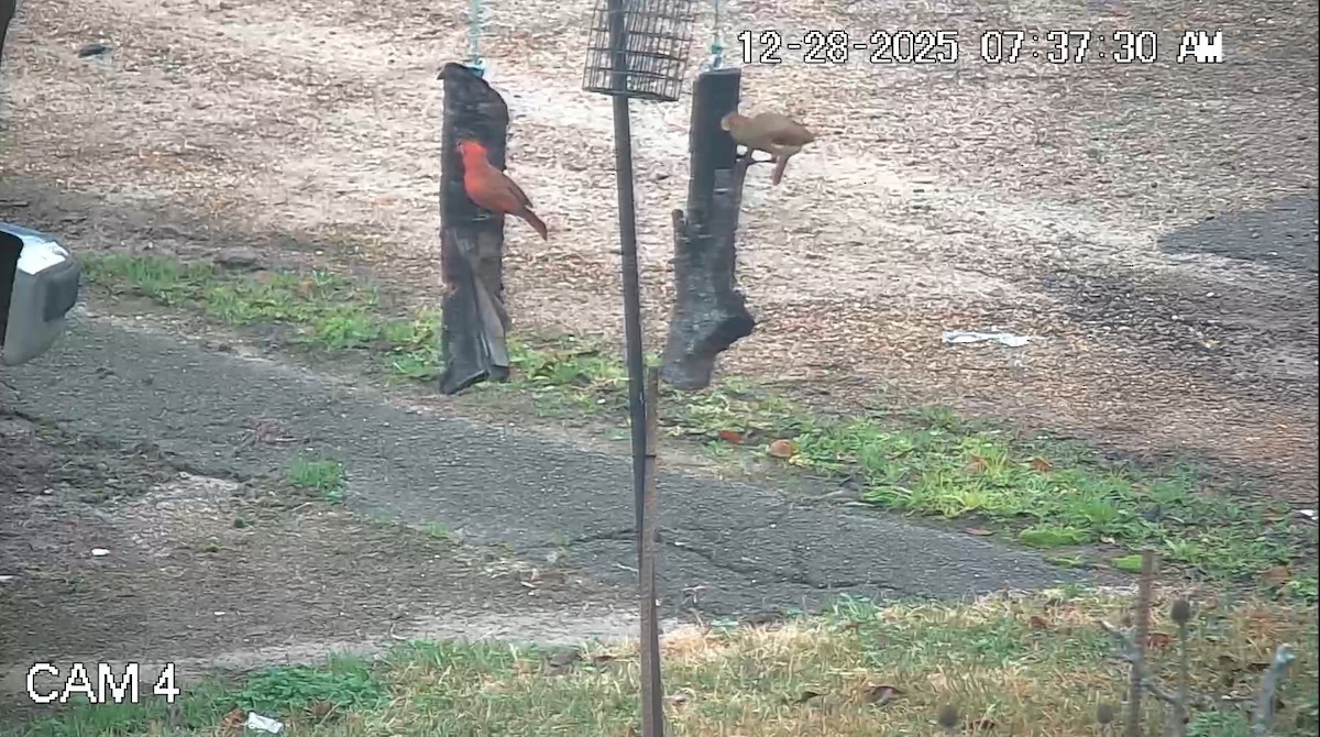 Kardinal arrunta - ML647803318