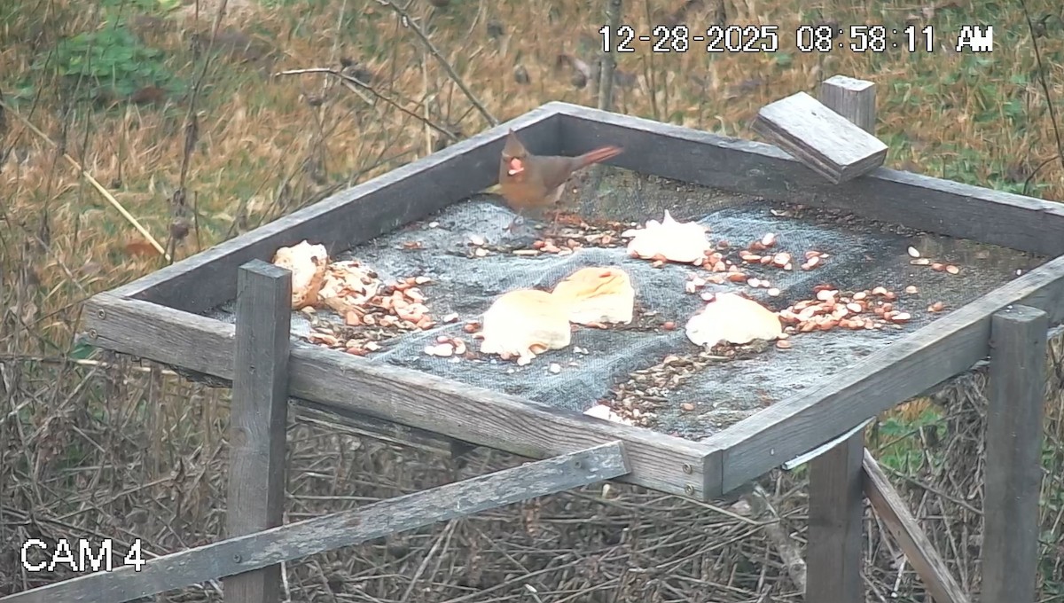 Kardinal arrunta - ML647803319