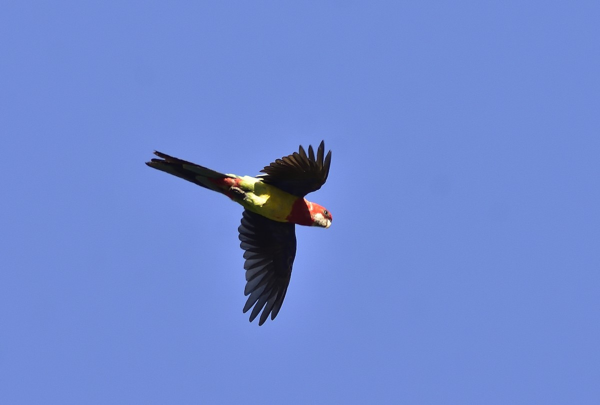 Eastern Rosella - ML647803320