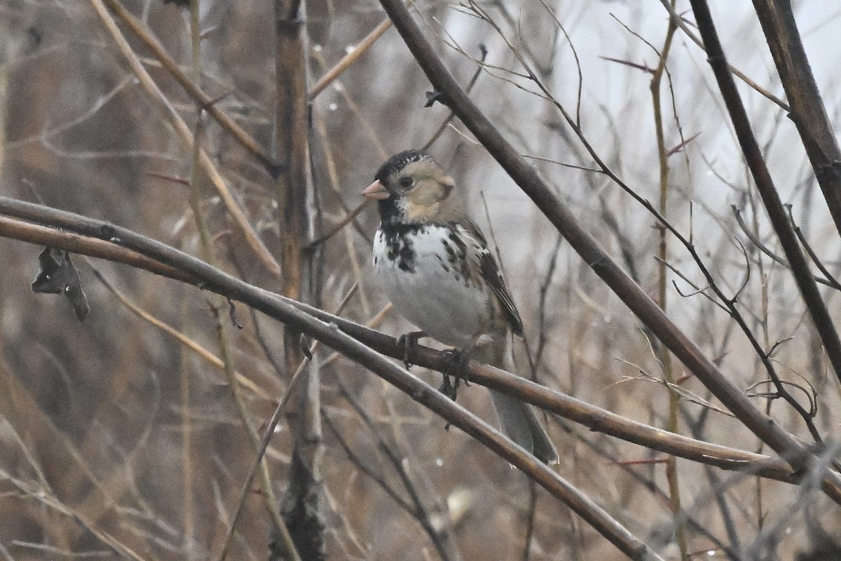 Harris's Sparrow - ML647803321