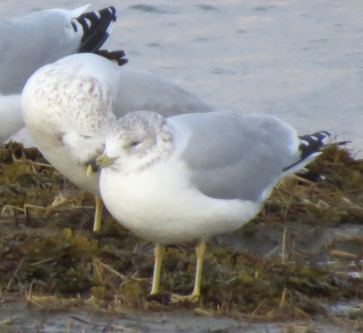 Delawareko kaioa - ML647803323