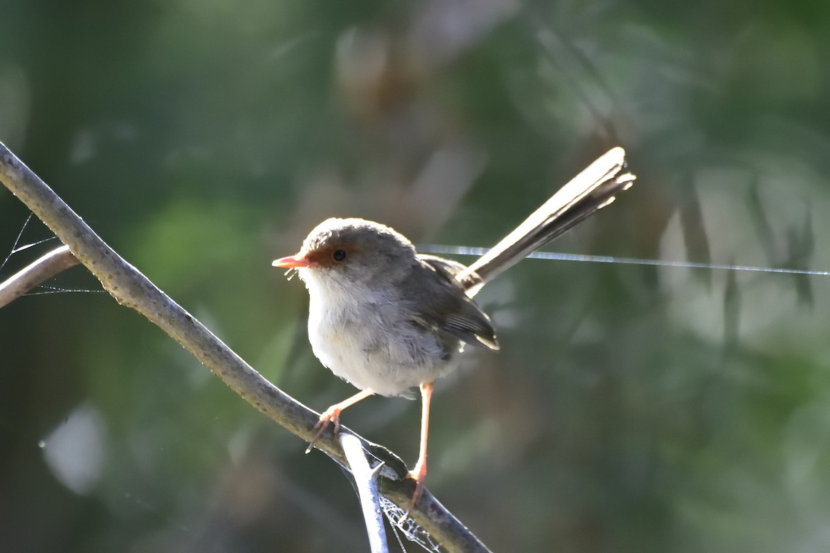 Superb Fairywren - ML647803324