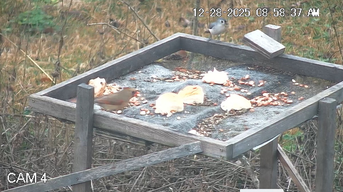 Tufted Titmouse - ML647803326